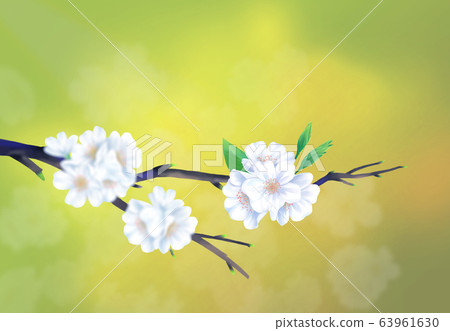 Cherry blossom illustration, 63961630