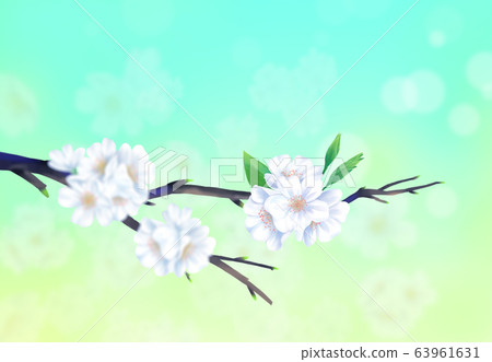 Cherry blossom illustration, Cherry blossom illustration, 63961631