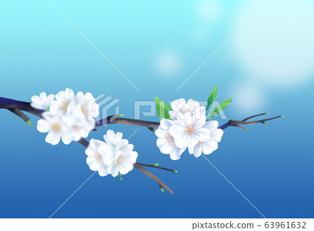 Cherry blossom illustration, 63961632