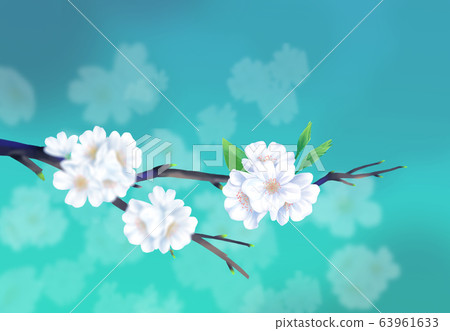 Cherry blossom illustration, 63961633