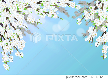 Cherry blossom illustration, 63961640