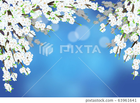 Cherry blossom illustration, 63961641