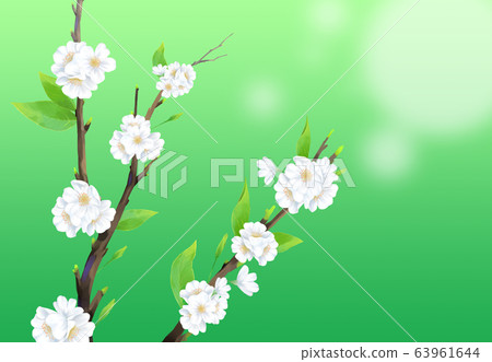 Cherry blossom illustration, 63961644