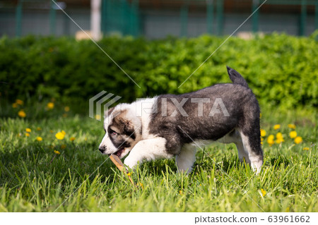 Puppy shepard walks outdoor at summer day 63961662