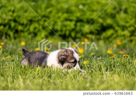 Puppy shepard walks outdoor at summer day Puppy shepard walks outdoor at summer day 63961663