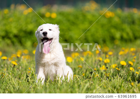 Puppy shepard walks outdoor at summer day Puppy shepard walks outdoor at summer day 63961695