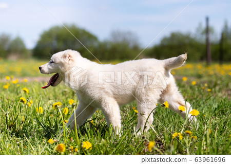 Puppy shepard walks outdoor at summer day Puppy shepard walks outdoor at summer day 63961696