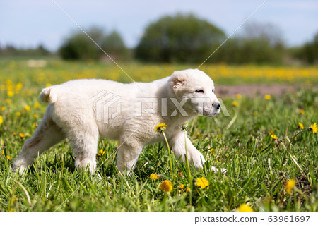 Puppy shepard walks outdoor at summer day Puppy shepard walks outdoor at summer day 63961697