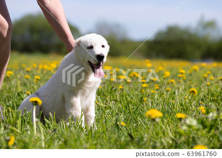 Puppy shepard walks outdoor at summer day Puppy shepard walks outdoor at summer day 63961760