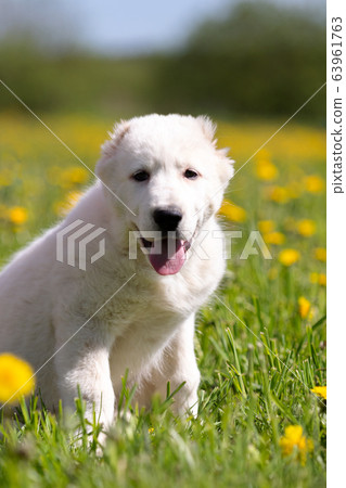 Puppy shepard walks outdoor at summer day Puppy shepard walks outdoor at summer day 63961763