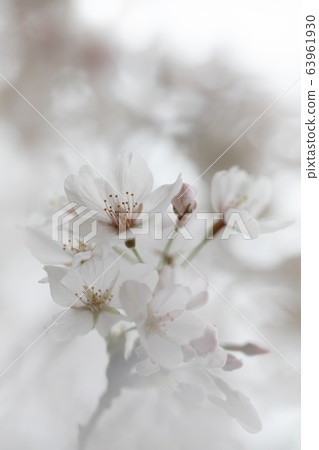 Cherry blossom background material 63961930