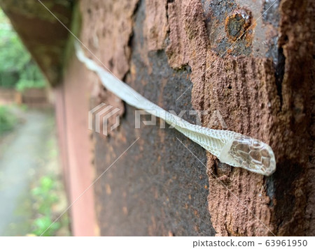 Snake shelling Snake shelling 63961950