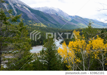 Autumn Canadian Rockies Yellow Leaf Cootney Valley (Koutney National Park, BC, Canada) Autumn Canadian Rockies Yellow Leaf Cootney Valley (Koutney National Park, BC, Canada) 63962101
