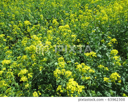 盛開的油菜花〉 盛開的油菜花〉 63962308
