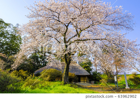 櫻花和Akusawa家族的房子 櫻花和Akusawa家族的房子 63962902