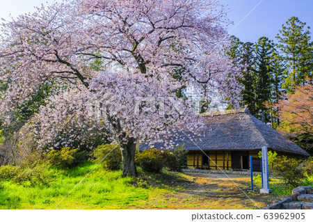 Cherry blossoms in full bloom and Akuzawa residence 63962905
