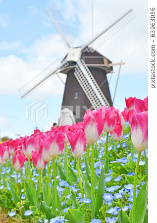 Tulips blooming on a windmill hill 63963056
