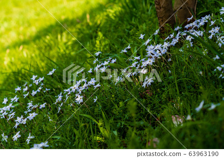 春天的野花 63963190