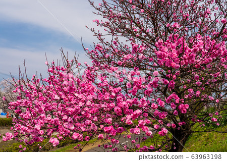 Spring red flower peach 63963198