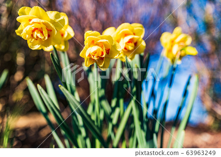 Yellow Daffodil Narcissus flowers outdors in Yellow Daffodil Narcissus flowers outdors in 63963249