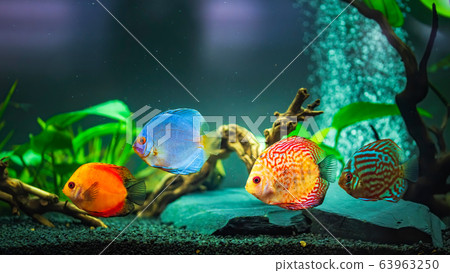 Colorful fish from the spieces Symphysodon discus 63963250