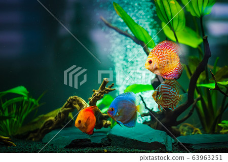 Colorful fish from the spieces Symphysodon discus Colorful fish from the spieces Symphysodon discus 63963251