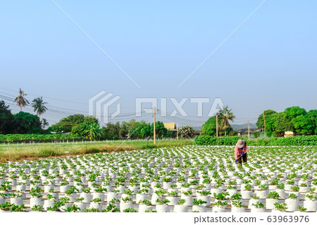 Farmer mowing grass with a hoe and clean up the growing strawberry farm in the afternoon. Farmer mowing grass with a hoe and clean up the growing strawberry farm in the afternoon. 63963976