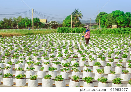 Farmer mowing grass with a hoe and clean up the growing strawberry farm in the afternoon. Farmer mowing grass with a hoe and clean up the growing strawberry farm in the afternoon. 63963977