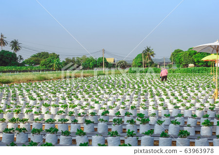 Farmer mowing grass with a hoe and clean up the growing strawberry farm in the afternoon. Farmer mowing grass with a hoe and clean up the growing strawberry farm in the afternoon. 63963978