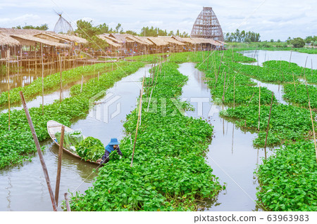 Female farmer paddle in the river to collect morning glory for sale beside Sa Pan Khong floating market in Suphan Buri province, Thailand 63963983