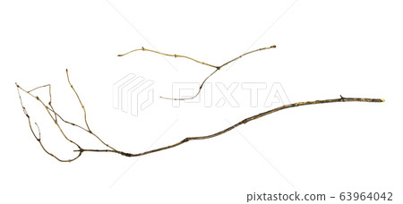 Dry twig isolated on white Dry twig isolated on white 63964042