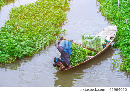 Female farmer paddle in the river to collect morning glory for sale beside Sa Pan Khong floating market in Suphan Buri province, Thailand Female farmer paddle in the river to collect morning glory for sale beside Sa Pan Khong floating market in Suphan Buri province, Thailand 63964050