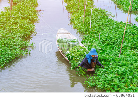 Female farmer paddle in the river to collect morning glory for sale beside Sa Pan Khong floating market in Suphan Buri province, Thailand Female farmer paddle in the river to collect morning glory for sale beside Sa Pan Khong floating market in Suphan Buri province, Thailand 63964051