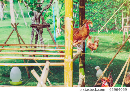 Many chickens rest happily on the chicken farm in the afternoon. Outdoors close up selective focus image. Many chickens rest happily on the chicken farm in the afternoon. Outdoors close up selective focus image. 63964069