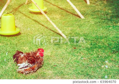 A chicken rest happily on the chicken farm in the afternoon. Outdoors close up selective focus image. A chicken rest happily on the chicken farm in the afternoon. Outdoors close up selective focus image. 63964070