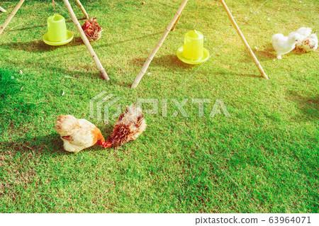 Many chickens rest happily on the chicken farm in the afternoon. Outdoors close up selective focus image. Many chickens rest happily on the chicken farm in the afternoon. Outdoors close up selective focus image. 63964071