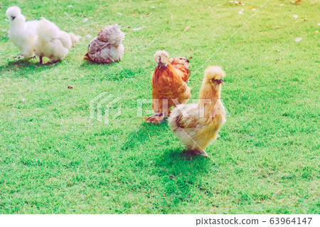 Many chickens rest happily on the chicken farm in the afternoon. Outdoors close up selective focus image. Many chickens rest happily on the chicken farm in the afternoon. Outdoors close up selective focus image. 63964147