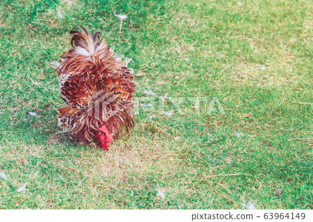 A chicken rest happily on the chicken farm in the afternoon. Outdoors close up selective focus image. A chicken rest happily on the chicken farm in the afternoon. Outdoors close up selective focus image. 63964149