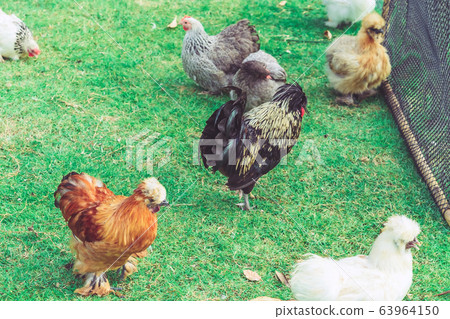 Many chickens rest happily on the chicken farm in the afternoon. Outdoors close up selective focus image. Many chickens rest happily on the chicken farm in the afternoon. Outdoors close up selective focus image. 63964150