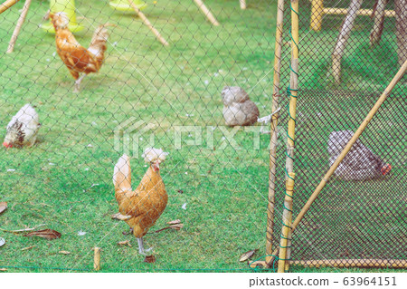Many chickens rest happily on the chicken farm in the afternoon. Outdoors close up selective focus image. Many chickens rest happily on the chicken farm in the afternoon. Outdoors close up selective focus image. 63964151