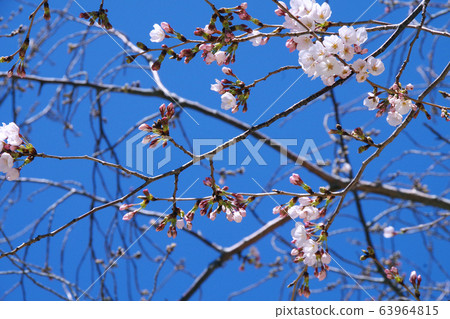 櫻花盛開 63964815