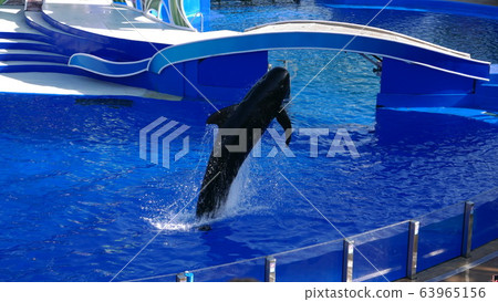 Jumping dolphin 63965156