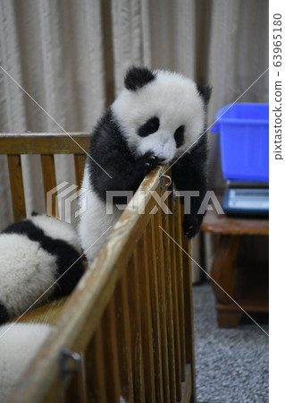 Baby panda Baby panda 63965180