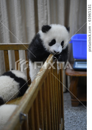 Baby panda Baby panda 63965181