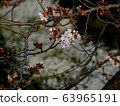 Cherry Blossoms   63965191
