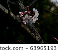 Cherry Blossoms   63965193