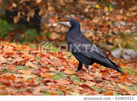 Beautiful eurasian rook Corvus frugilegus 63965414
