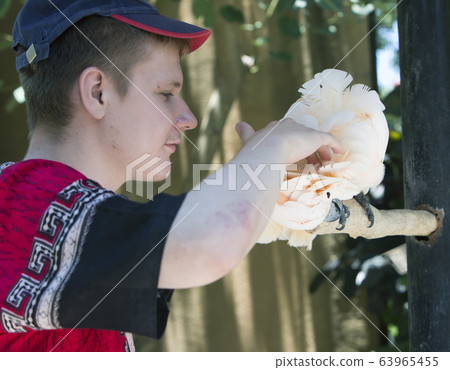 The young man scratches a white cockatoo parrot on a cop.. The young man scratches a white cockatoo parrot on a cop.. 63965455