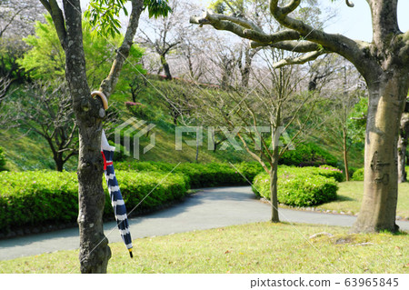 公園裡的樹上掛著一把放錯地方的雨傘 公園裡的樹上掛著一把放錯地方的雨傘 63965845
