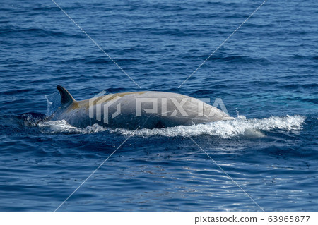 white Rare Goose Beaked whale dolphin Ziphius white Rare Goose Beaked whale dolphin Ziphius 63965877